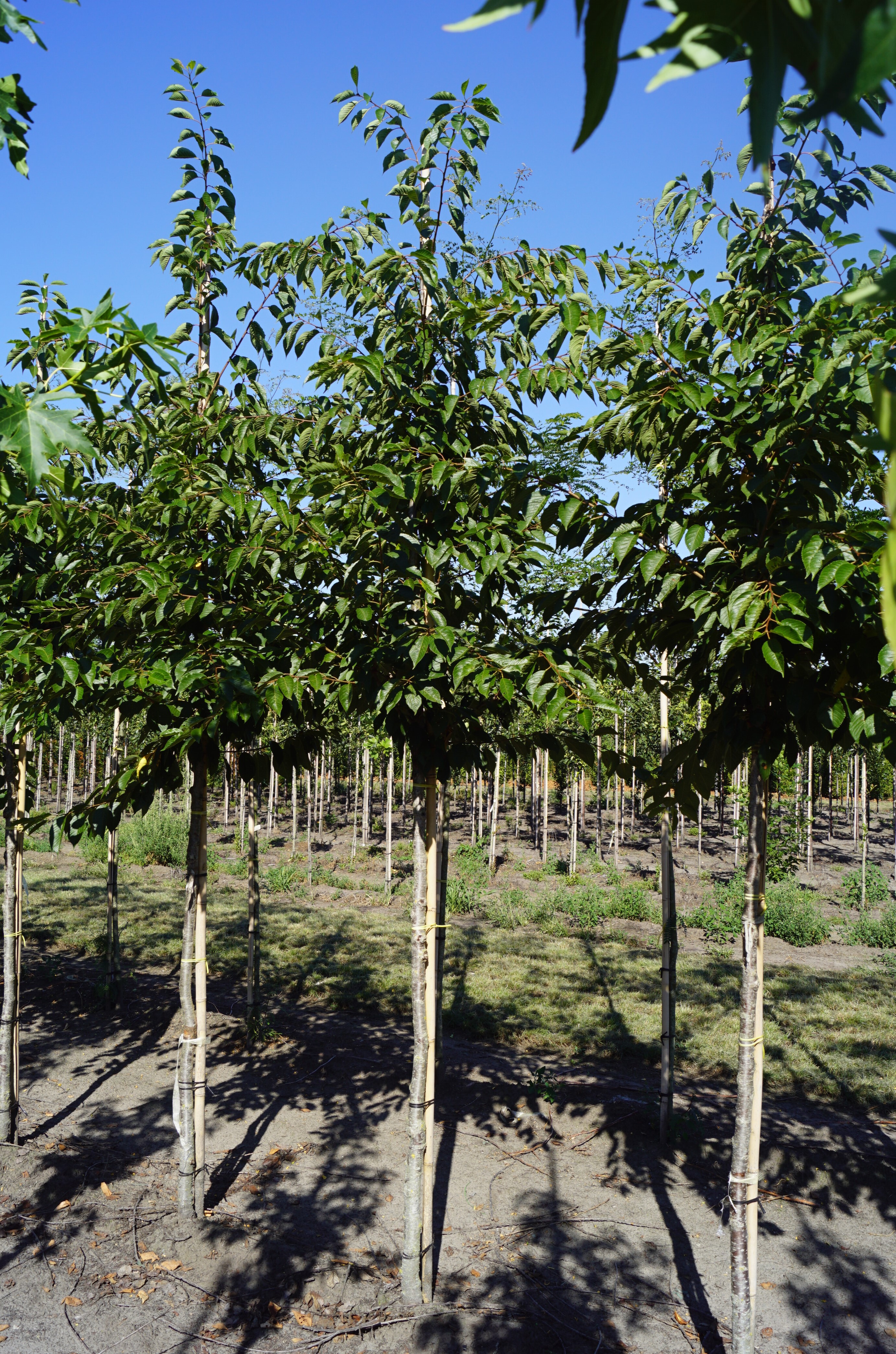 Prunus yedoensis 12-14